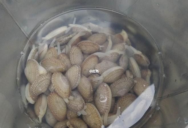 花甲什么样说明它死了呢
