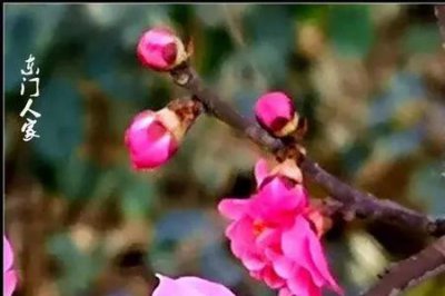 ​红梅花开红万里原唱完整版