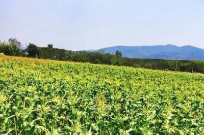 ​水果玉米全国种植最大基地