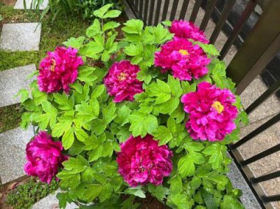 ​牡丹花几点开花时间三年级(牡丹花几点开花小练笔)