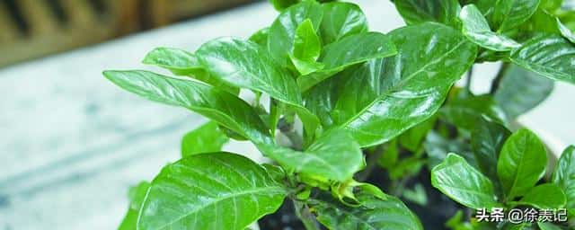 栀子花寓意和象征意义（栀子花花语象征与寓意）