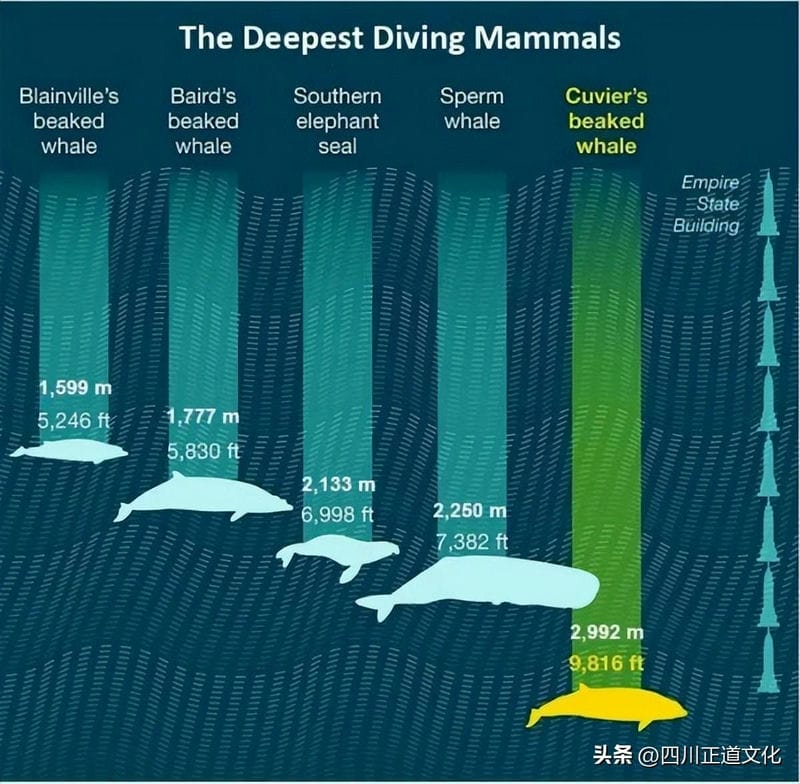 深海为什么那么可怕（深海为什么比太空恐怖）