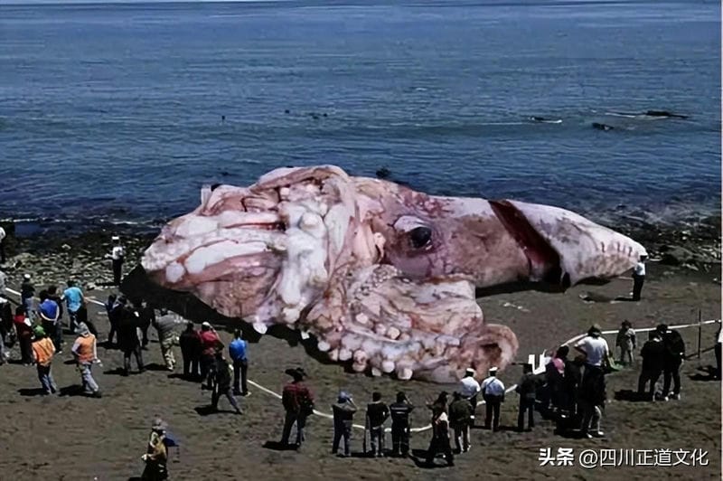 深海为什么那么可怕（深海为什么比太空恐怖）