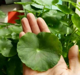 ​不让在屋里养，重点是因为这2点（铜钱草适合在室内养吗）