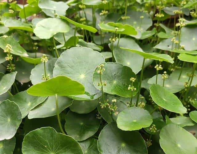 不让在屋里养，重点是因为这2点（铜钱草适合在室内养吗）