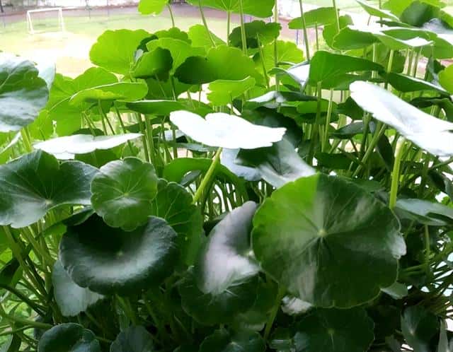 不让在屋里养，重点是因为这2点（铜钱草适合在室内养吗）