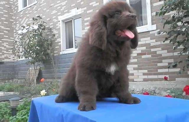 好养又听话小型犬（十大最听话的狗排名小型犬）