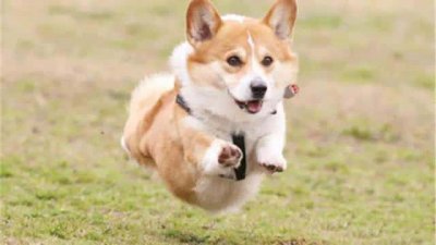 ​好养又听话小型犬（十大最听话的狗排名小型犬）