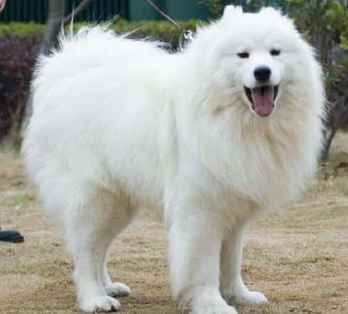 好养又听话小型犬（十大最听话的狗排名小型犬）