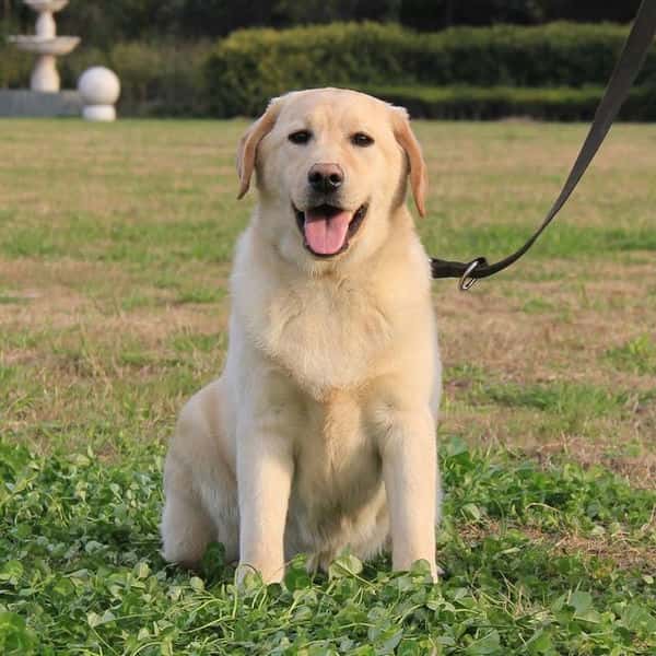 好养又听话小型犬（十大最听话的狗排名小型犬）