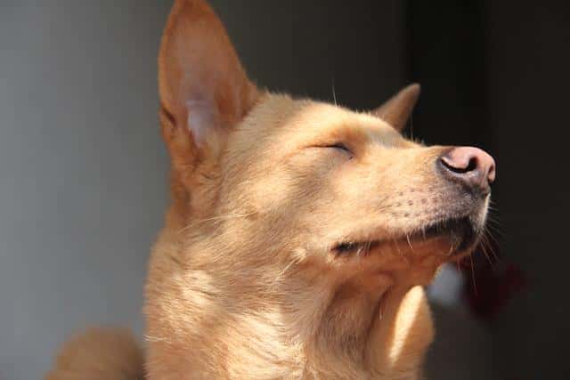好养又听话小型犬（十大最听话的狗排名小型犬）
