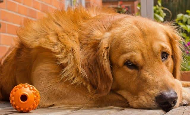 好养又听话小型犬（十大最听话的狗排名小型犬）