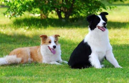 好养又听话小型犬（十大最听话的狗排名小型犬）