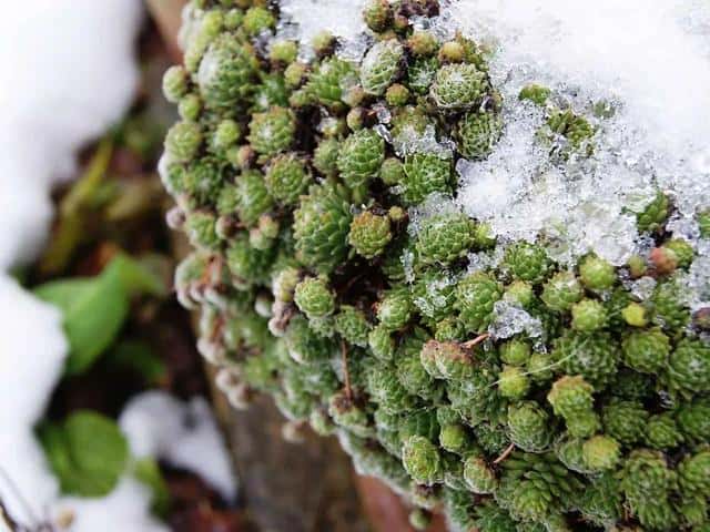 盆栽柠檬树冬天怕冻吗-（柠檬树冬天室外会冻死吗）