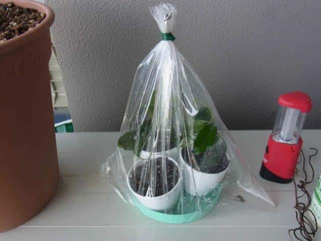 盆栽柠檬树冬天怕冻吗-（柠檬树冬天室外会冻死吗）