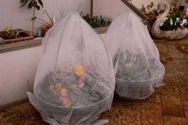 盆栽柠檬树冬天怕冻吗-（柠檬树冬天室外会冻死吗）