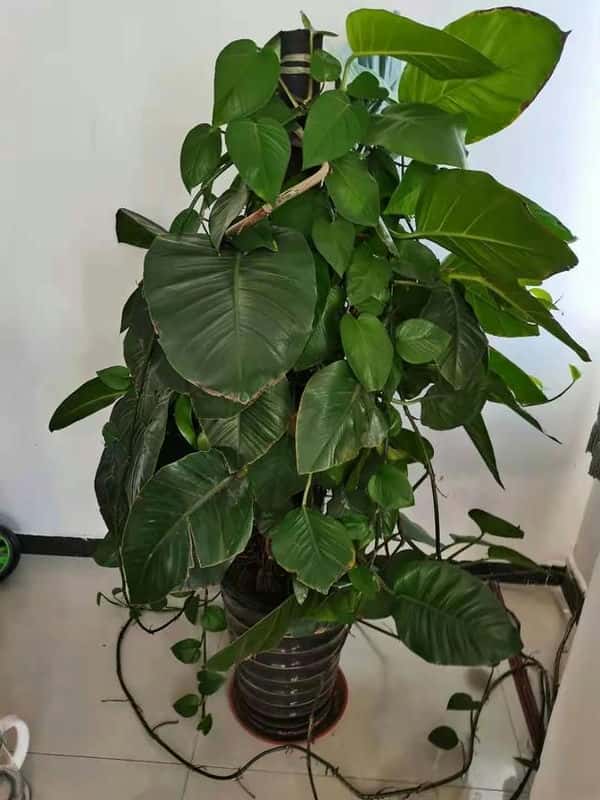 盆栽柠檬树冬天怕冻吗-（柠檬树冬天室外会冻死吗）