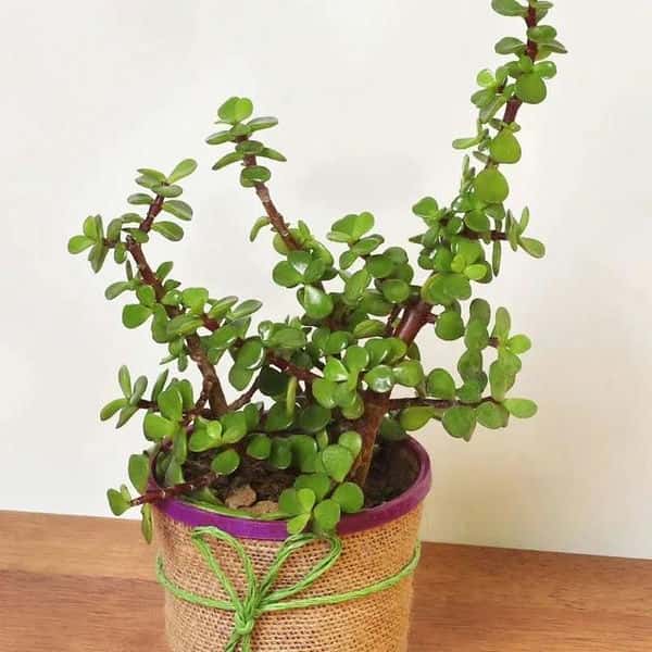盆栽柠檬树冬天怕冻吗-（柠檬树冬天室外会冻死吗）