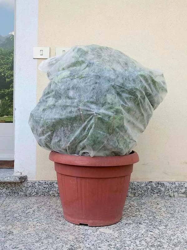 盆栽柠檬树冬天怕冻吗-（柠檬树冬天室外会冻死吗）
