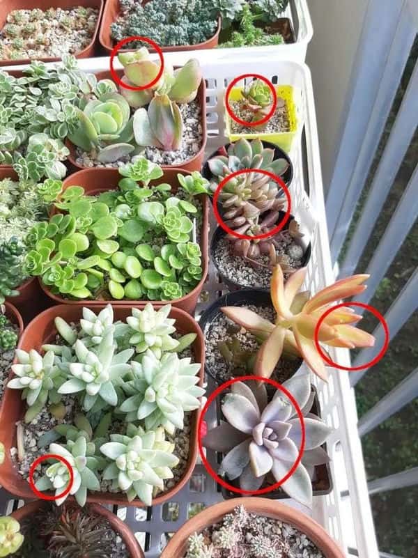 盆栽柠檬树冬天怕冻吗-（柠檬树冬天室外会冻死吗）
