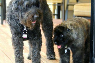 ​法兰德斯牧牛犬长大有多高