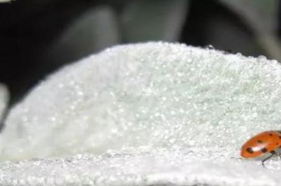 ​瓢虫吃红蜘蛛吗