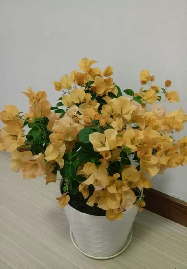 三锦莓图片（三锦莓的功效与作用）