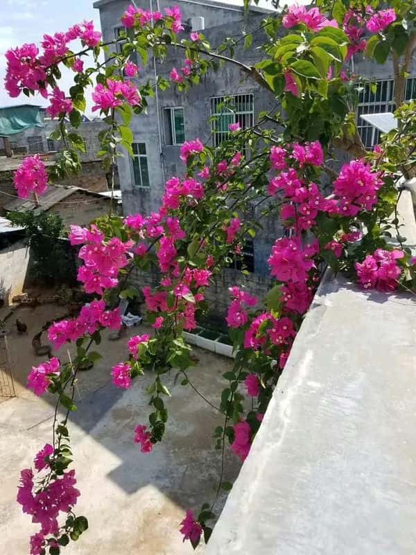 三锦莓图片（三锦莓的功效与作用）