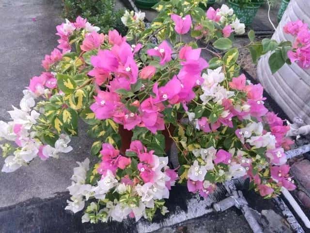 三锦莓图片（三锦莓的功效与作用）