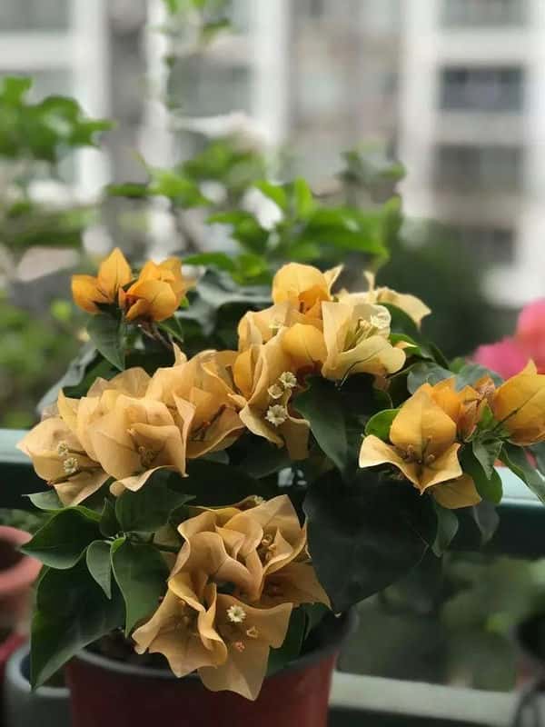 三锦莓图片（三锦莓的功效与作用）