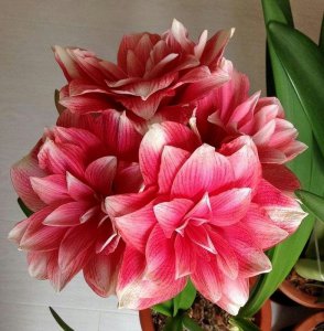 ​家里养吉利的花（10大吉利花是哪几种）