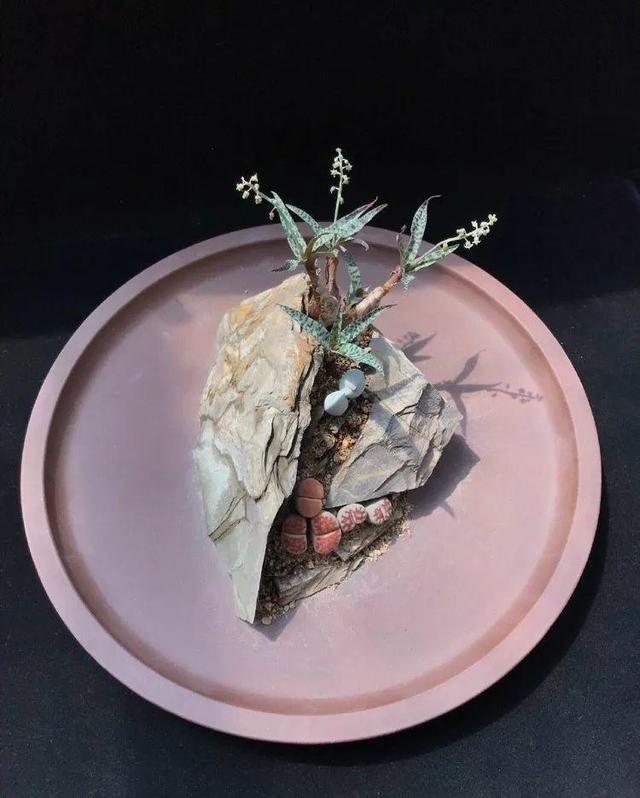 多肉拼盘做法大全（多肉拼盘的最高境界）(5)