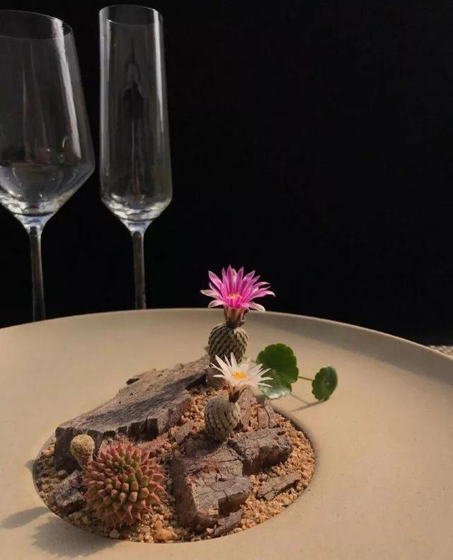 多肉拼盘做法大全（多肉拼盘的最高境界）(23)