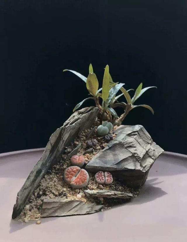 多肉拼盘做法大全（多肉拼盘的最高境界）(4)