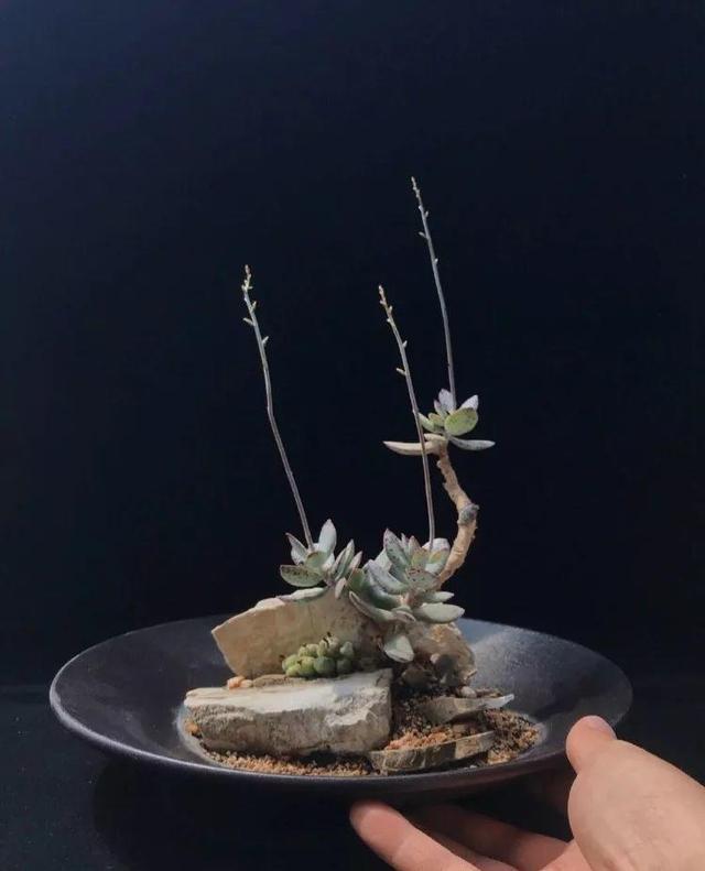 多肉拼盘做法大全（多肉拼盘的最高境界）(9)