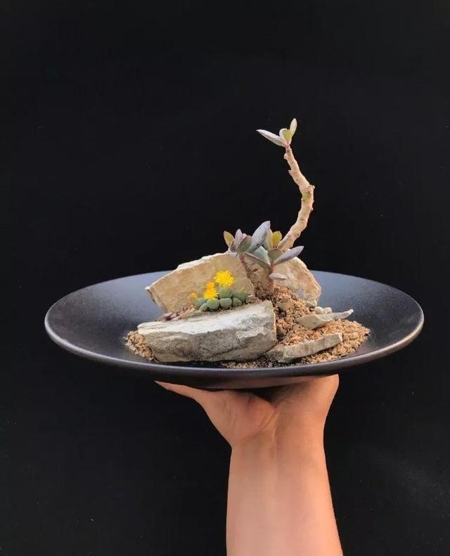 多肉拼盘做法大全（多肉拼盘的最高境界）(8)