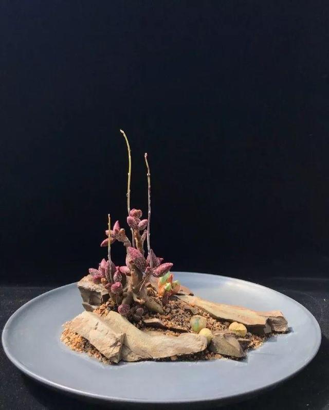 多肉拼盘做法大全（多肉拼盘的最高境界）(2)