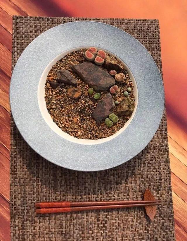 多肉拼盘做法大全（多肉拼盘的最高境界）(13)