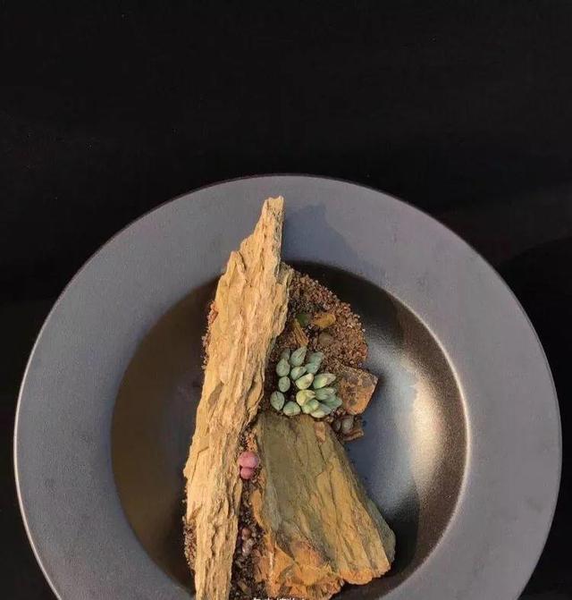 多肉拼盘做法大全（多肉拼盘的最高境界）(6)
