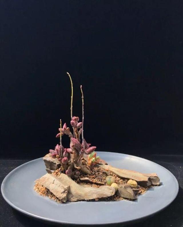 多肉拼盘做法大全（多肉拼盘的最高境界）(30)