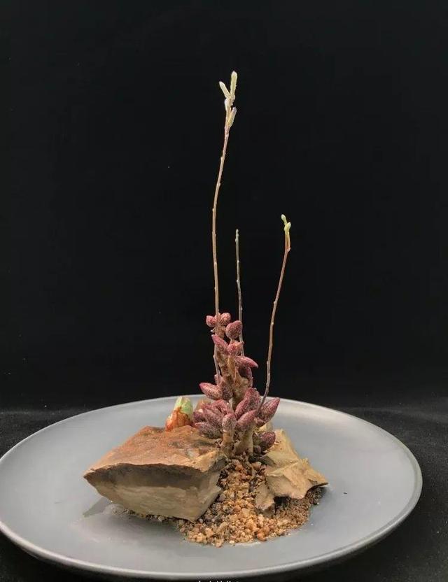 多肉拼盘做法大全（多肉拼盘的最高境界）(3)