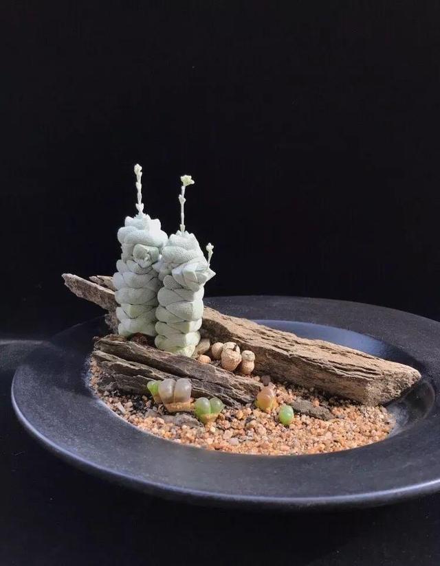 多肉拼盘做法大全（多肉拼盘的最高境界）(15)