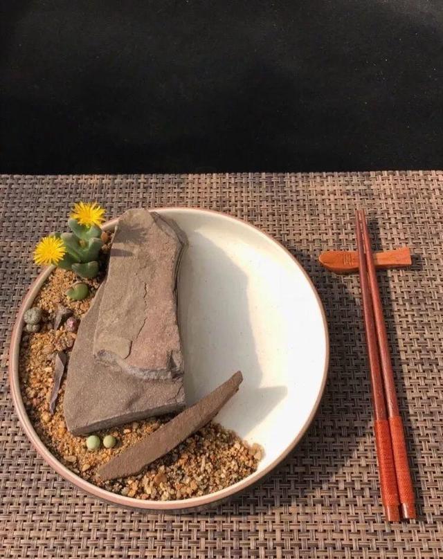 多肉拼盘做法大全（多肉拼盘的最高境界）(16)