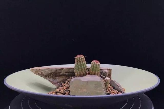 多肉拼盘做法大全（多肉拼盘的最高境界）(10)