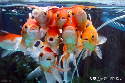 ​鱼缸里的鱼为什么老是死（家里养鱼连续死鱼什么原因）