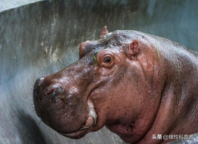 ​河马食草动物吗（河马吃什么食物为主食图片）