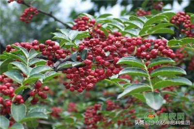 ​种花椒树的禁忌(种花椒树有什么说法吗)