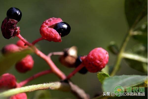 种花椒树的禁忌(种花椒树有什么说法吗)