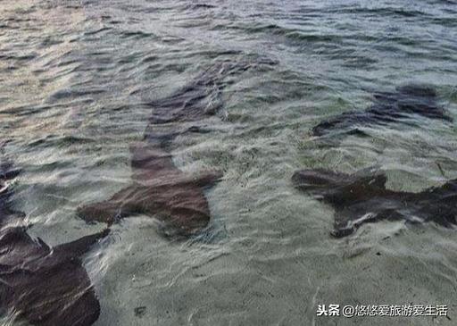 太平洋有鲨鱼吗(太平洋鲨鱼多吗)