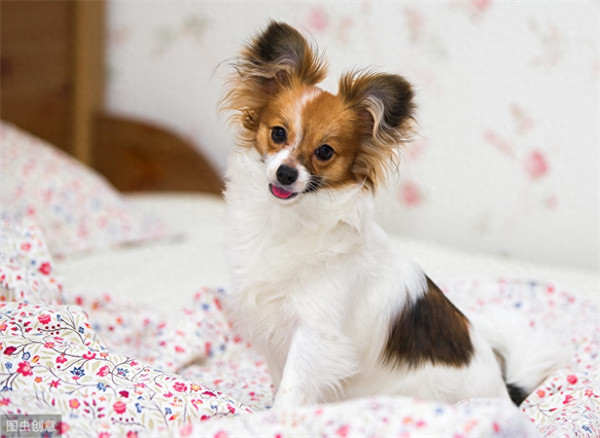 蝴蝶犬谁养谁后悔(蝴蝶犬为什么养的人少)